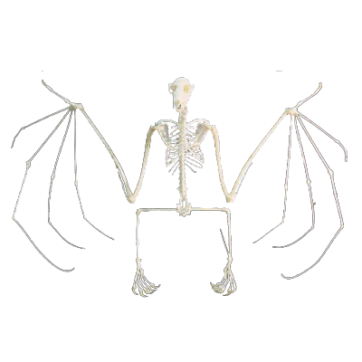 bat2