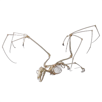 bat3
