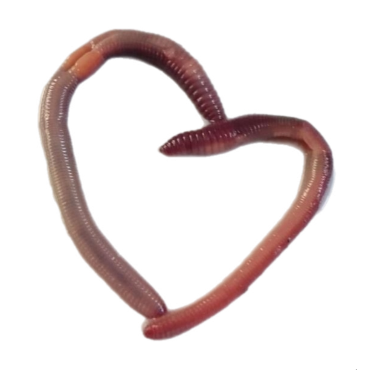 Whimsical Worms Team